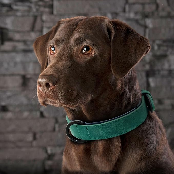 Didog Soft Padded PU Leather Dog Collar, Breathable and Adjustable Dog Collars for Medium Dogs, Comfortable for Daily Walk, Green, L Fit Neck 14-18"(22-44 lbs)