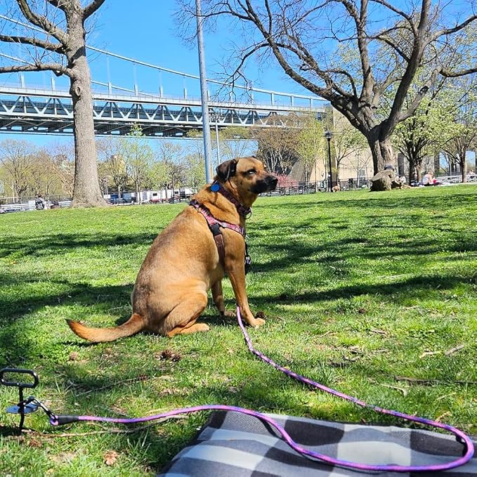 BTINESFUL 8ft 12ft 20ft 30ft 50ft 75ft Dog Tie Out Long Rope Leash, Outdoor Tether Leash for Yard, Large Medium Dogs Training, Playing, Camping, Backyard Dog Lead (Pink Blue, 8 Foot)