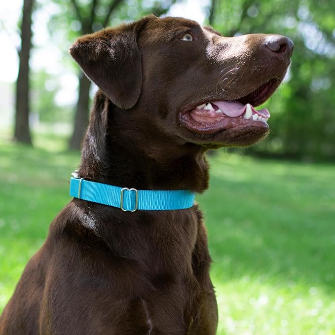 Country Brook Petz - Martingale Dog Collar - Heavy-Duty Training Collar with No Buckle - Service Dog Collar for All Pups - 20 Vibrant Colors (Ice Blue, 3/8 Inch, 3XS)