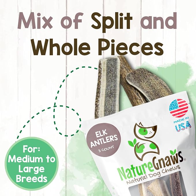 Nature Gnaws USA Elk Antlers for Dogs 5-8" (1 Count) - Long Lasting for Aggressive Chewers and Large Breeds - Natural Dog Chew Bones