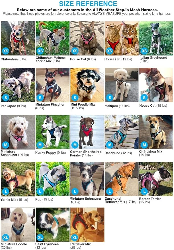 Best Pet Supplies - All Weather Mesh / Plush, Reflective, No Pull Harness for Small, Medium Dogs, Cats - Secure with Hook & Loop Fastener, Buckle, Double D-Rings - Black/Black Trim, M