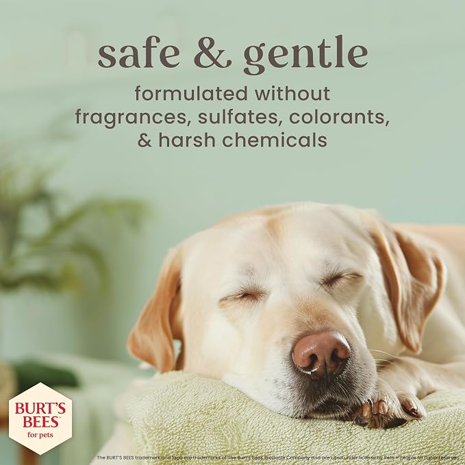 BURT'S BEES FOR PETS Itch Relief Shampoo for Dogs, Manuka Honey & Chamomile, Soothes Itchy Skin, pH Balanced for Dogs & Puppies, Will Not Wash Off Flea Treatments, Fragrance-Free, 16 Fl Oz
