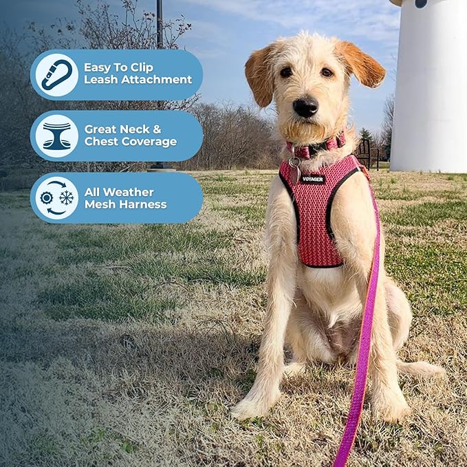Best Pet Supplies - All Weather Mesh/Plush, Reflective, No Pull Harness for Small, Medium Dogs, Cats - Secure with Hook & Loop Fastener, Buckle, Double D-Rings - Fuchsia 2-Tone, L