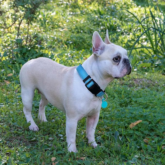 Ladoogo Reflective Dog Collar Padded with Soft Neoprene Breathable Adjustable Nylon Dog Collars for Small Medium Large Dogs (Large (Pack of 1), Vivid Blue Collar+Leash)