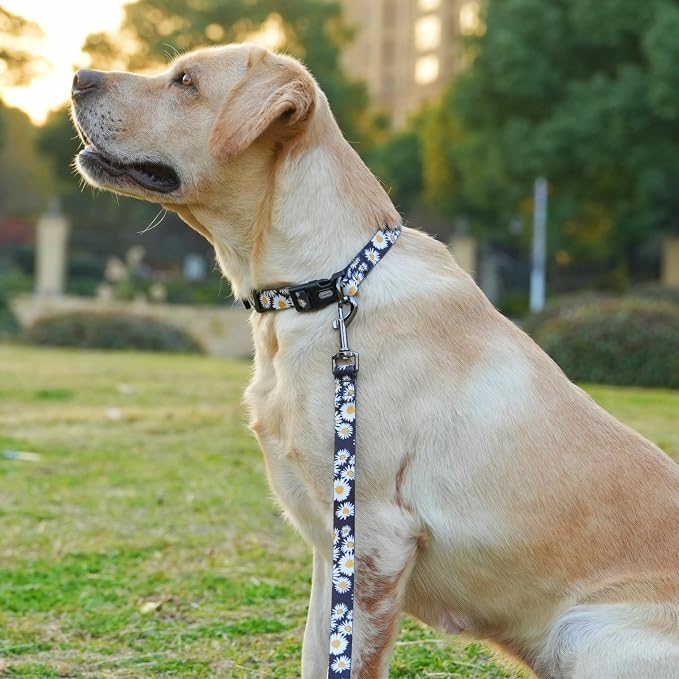 Dog Collar and Leash Set, Cute Daisy Pattern, Polyester Material, 5ft Leash, for Puppy Dogs.(Extra Small,Black Daisy)