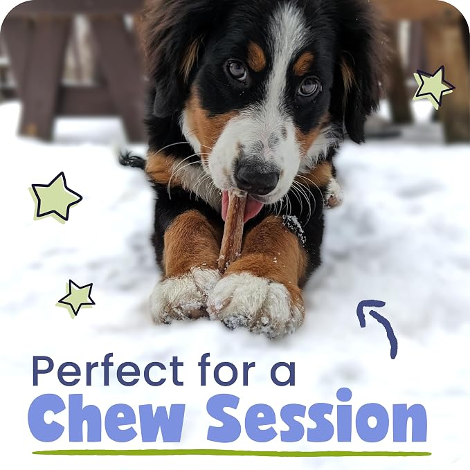 Pawstruck Natural 5-8" Bully Sticks for Dogs - Best Long-Lasting, Rawhide-Free, Low Odor Dental Chew Treat - Healthy Single Ingredient, 100% Real Beef - 8 oz Bag - Packaging May Vary
