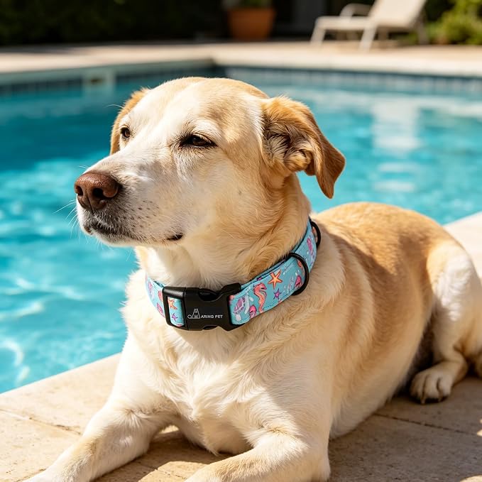 ARING PET Summer Dog Collar, Cute Blue Starfish Seahorse Doggy Collars for Puppy Small Medium Large Boy Girl Dogs Pet, for Daily Photos Outdoor Beach Walking Picnic, XS