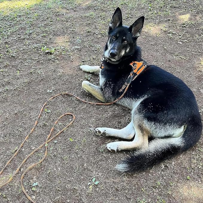 BTINESFUL Dog Tie Out, Check Cord Long Tether Rope Leash, 8ft 12ft 20ft 30ft 50ft 75ft Yard Training Dog Lead - Large Medium Small Dogs Outdoor Playing, Camping, or Backyard (12ft, Orange Black)