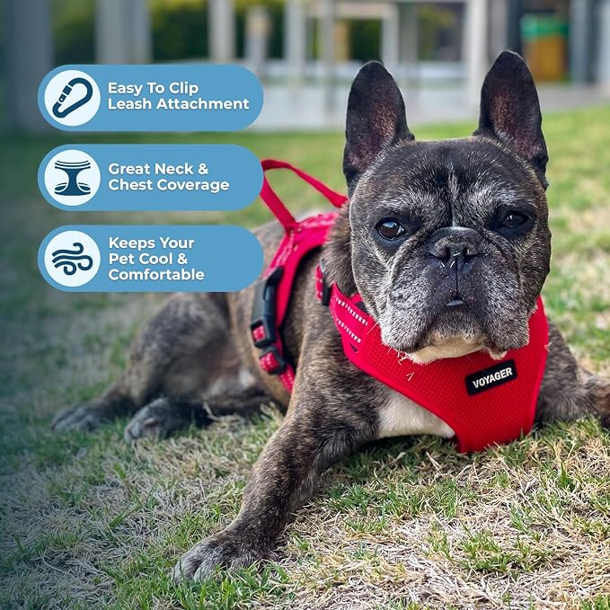Best Pet Supplies Voyager Adjustable Step-in Flex Breathable Mesh Dog Harness for Small Medium Large Dogs (Red), S