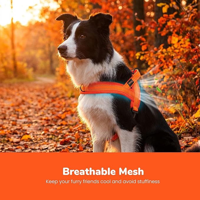 Didog No Pull Dog Harness with Breathable Mesh Padded,Reflective & Quick Fit Light Weight Dog Strap Vest Harness,Easy for Walking Training (M:Chest 21-26", Orange)