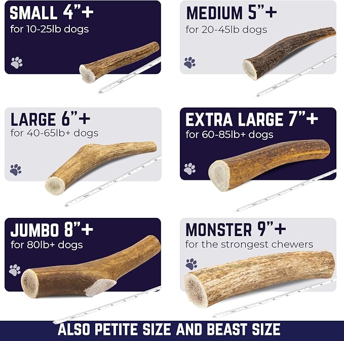 Devil Dog Pet Co. Elk Antlers for Dogs, Natural Dog Chew for Aggressive Chewers - Long Lasting and Odor Free - USA Sourced - Cleaner Teeth, Anxiety & Boredom Relief - Whole Small 4"+ 2 Pack