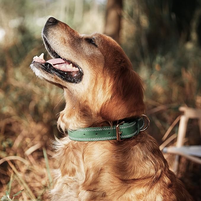 Leather Dog Collar, Heavy Duty, Wide, Genuine, for Medium & Large Dogs, Dual Stitch - Green