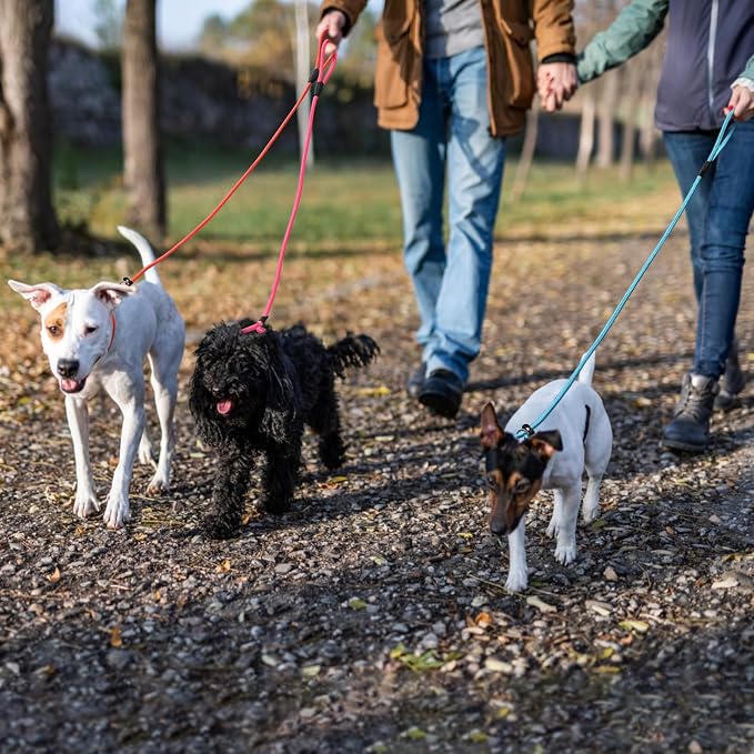 FOVRLZSE 3-Pack Adjustable Dog Slip Leads Pink/Light Blue/Orange - Super-Strong, Easy On/Off, No Collar Needed, Standalone Use, Eye-Catching for Walking/Training