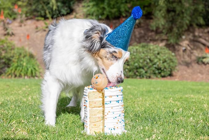 Chuckit! Birthday Fetch Ball, Medium (2.5 Inch Diameter), for Dogs 20-60 lbs, Pack of 12