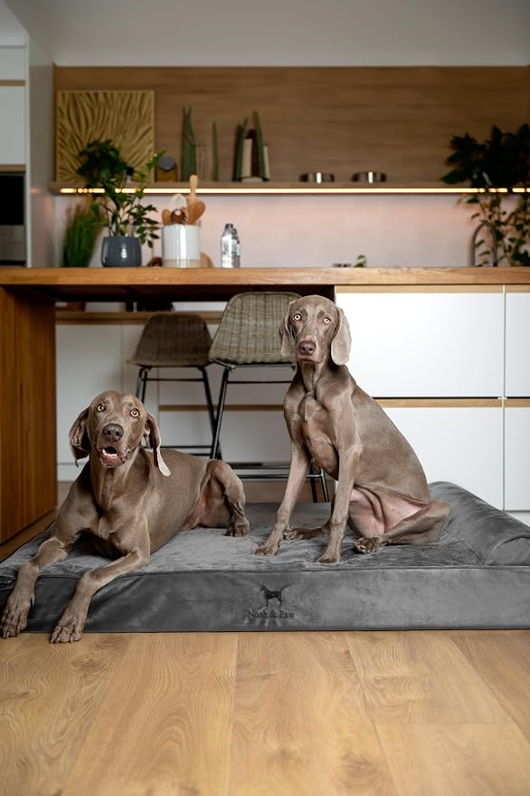NOAH & PAW Giant Dog Bed XXL 55x45x9.5 Inch, Orthopedic Dog Beds, Eggshell Memory Foam Infused with Cooling Gel, Water Resistant, Machine Washable, Includes Inner Cover (Velvet Collection)