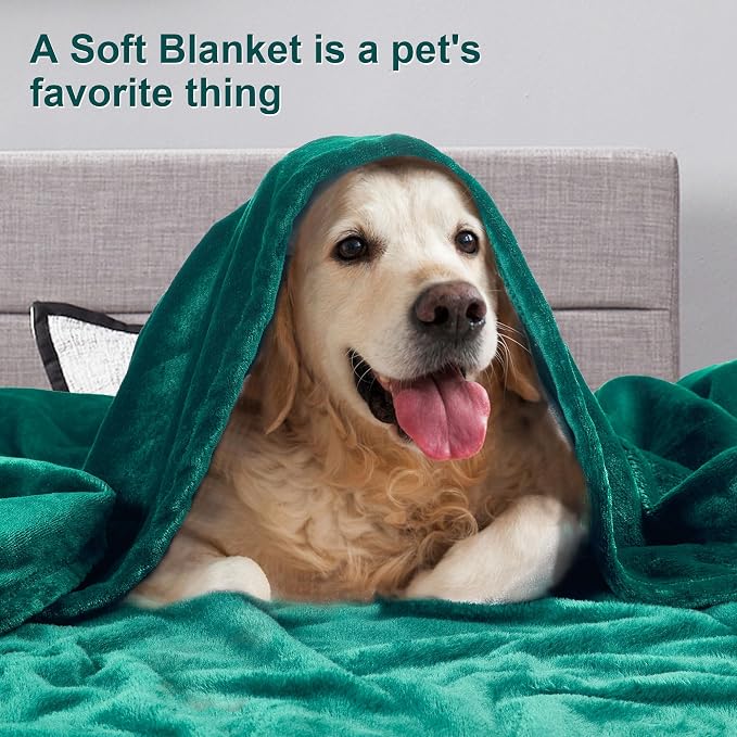 DREAMNINE Soft Cozy Plush Fleece Throw Blanket 50" x 60",Solid Shag Minky Lightweight Fuzzy Flannel Blanket for Bedroom, Luxury Washable Warm Velvet Blankets for Couch Sofa Pet,Breathable,Forest Green