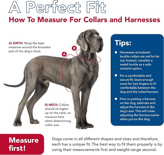 Coastal Pet K9 Explorer Reflective Adjustable Dog Collar - Comfortable Collar for the Outdoors - Durable, Lightweight Accessory with Side-Release Buckle - Fern, 5/8" x 8-12"