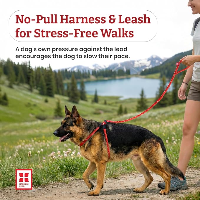 Harness Lead No Pull Dog Harness and Leash Set, Anti Pull Dog Harness for All Breeds and Sizes, One-Piece Cushioned Rope Design Safely Prevents Escaping and Pulling (Medium/Large, Pink)