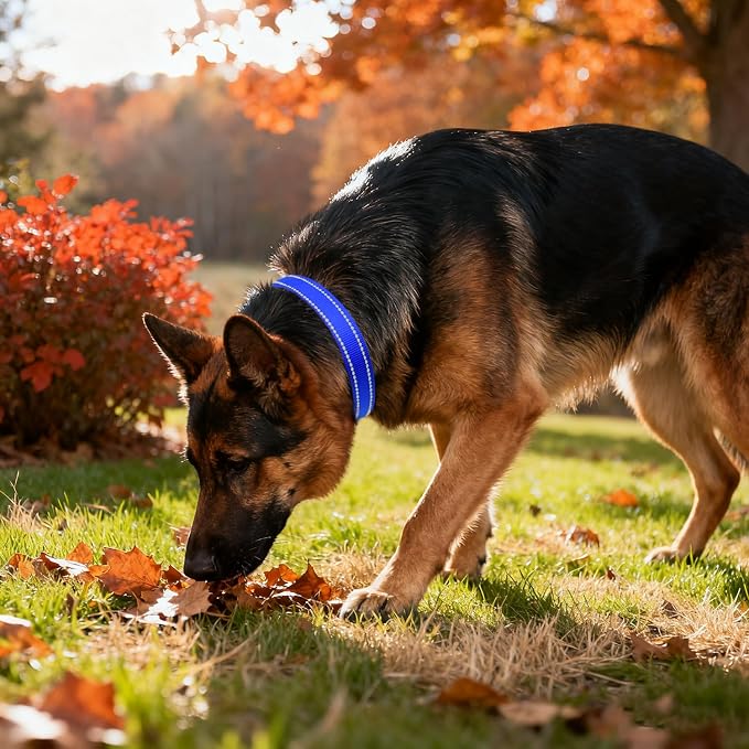 Taglory Reflective Dog Collar for Extra Large Dogs, Soft Neoprene Padded with Escape-Proof Locking Buckle, Upgraded Zinc Alloy Ring, Adjustable for Daily Walking, Blue,XL