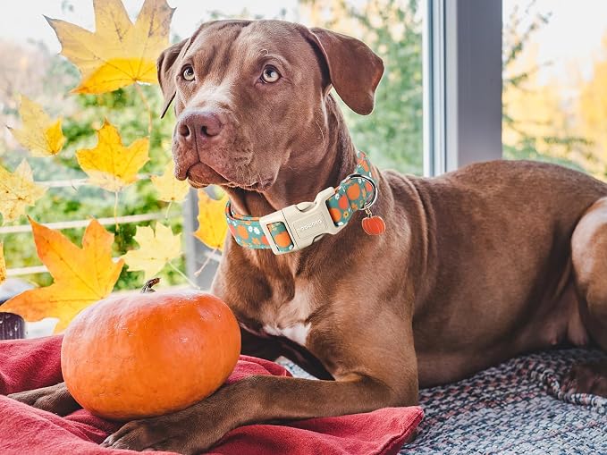 DOGWONG Fall Pumpkin Dog Collar- Cute Fall Holiday Dog Collars Adjustable Halloween Dog Collar for Small Medium Large Dogs XL