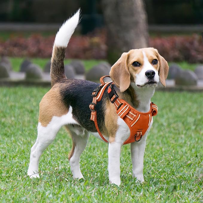 Timos Dog Harness Medium Sized, No Pull Pet Harness with Neck Lockable Snap, No Choke Front Clip Reflective Vest, Adjustable Metal Rings 3 Buckles, Easy Control Handle for Medium Dogs Pumpkin Orange M