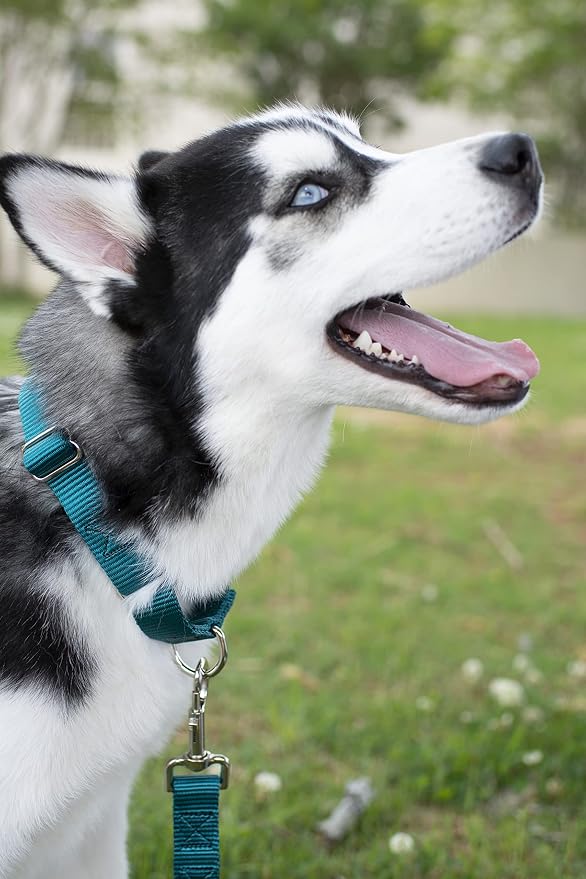 Country Brook Petz - Everyday Nylon Dog Leash - Strong, Durable, Solid Color Leash with Easy to Use Snap - 25+ Colors (1 Inch Wide, 6 Foot, Teal)