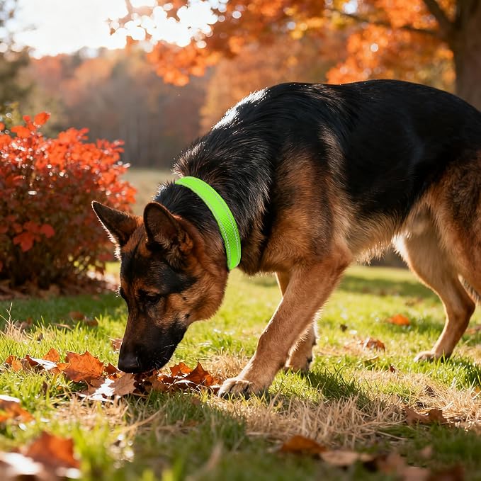 Taglory Reflective Dog Collar for Extra Large Dogs, Soft Neoprene Padded with Escape-Proof Locking Buckle, Upgraded Zinc Alloy Ring, Adjustable for Daily Walking, Green,XL