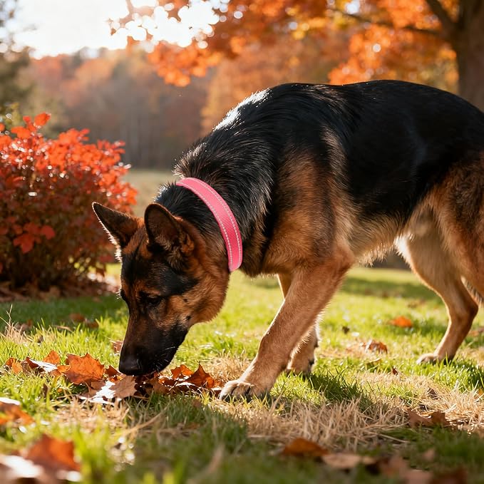 Taglory Reflective Dog Collar for Extra Large Dogs, Soft Neoprene Padded with Escape-Proof Locking Buckle, Upgraded Zinc Alloy Ring, Adjustable for Daily Walking, Pink,XL