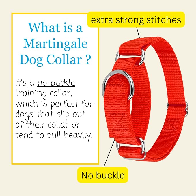 Country Brook Petz - Martingale Dog Collar - Heavy-Duty Training Collar with No Buckle - Service Dog Collar for All Pups - 20 Vibrant Colors (Hot Orange, 1 Inch, Medium)