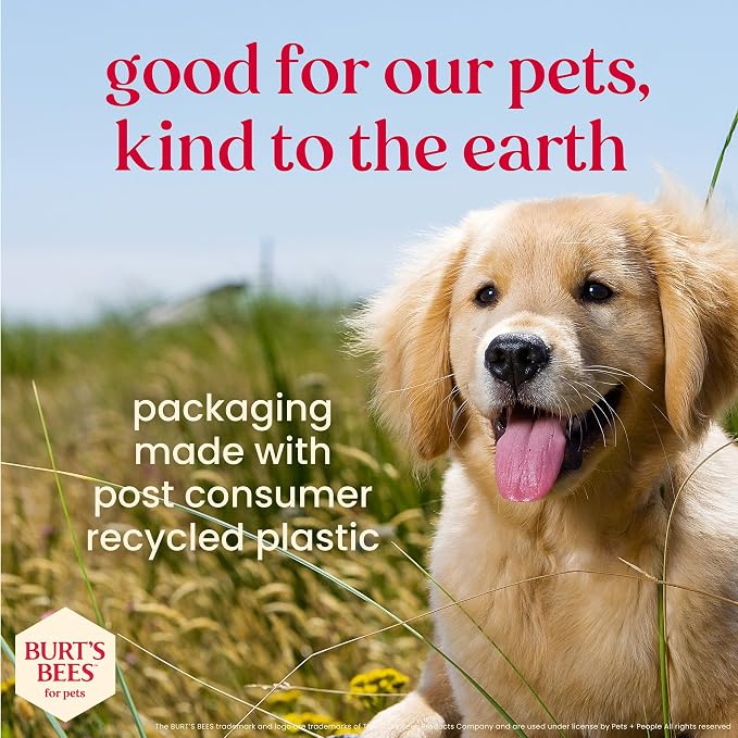 BURT'S BEES FOR PETS Dental Treats for Dogs with Manuka Honey & Ginger, 98% Natural Origin, Holistic Oral Care, Freshens Breath, Peppermint Flavor, Small Size, 10 ct, 6.8 Oz