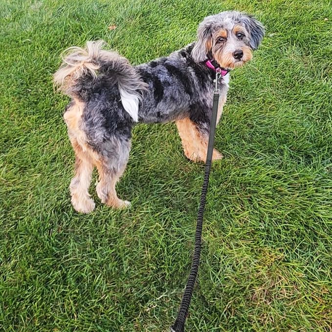 WYuZe 4 FT Bungee Dog Leash for Strong Puppy Medium Dogs - Reflective, Shock Absorbing, Elastic Nylon Leash with Padded Handle for Safety Comfort No Pull Walking Training (Black, 3/4"-Wide)