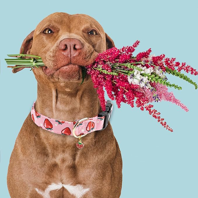 Faygarsle Pink Strawberry Pattern Cotton Dog Collar for Small, Medium, Large Boys Girls Dogs M