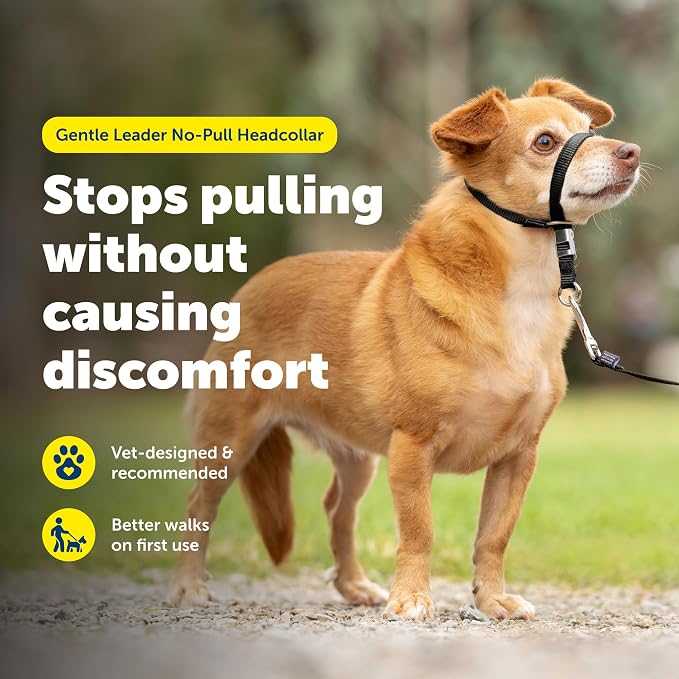 PetSafe Gentle Leader No-Pull Dog Headcollar - The Ultimate Solution to Pulling - Redirects Your Dog's Pulling for Easier Walks - Helps You Regain Control - Petite, Black