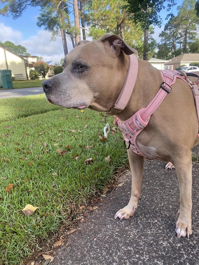 Soft Corduroy Dog Collar and Leash Set Adjustable Durable Dog Collars with Metal Buckle and Lead for Female Large Dogs,Baby Pink