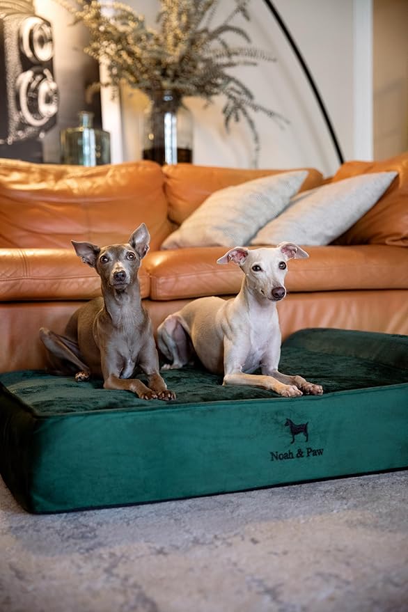 NOAH & PAW Large Dog Bed, 35x25x8.7 Inch, Orthopedic Dog Beds, Eggshell Memory Foam Infused with Cooling Gel, Water Resistant, Machine Washable, Includes Inner Cover (Velvet Collection)