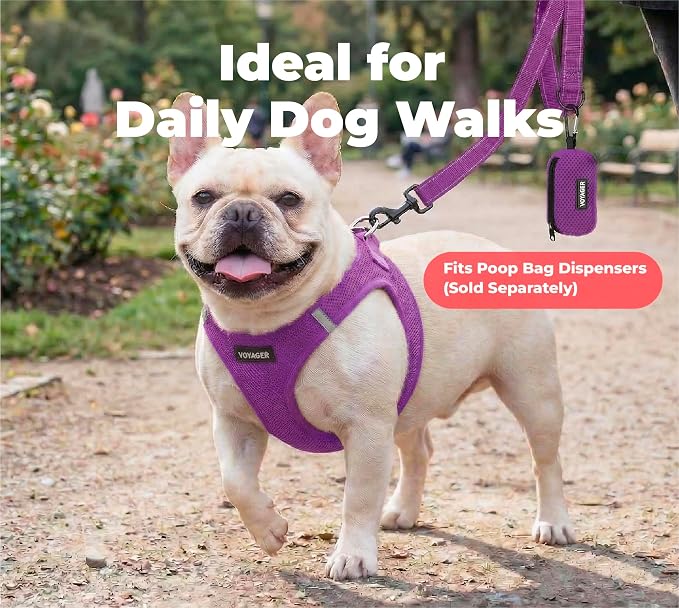 Best Pet Supplies Voyager Reflective Dog Leash or Collar with Neoprene Handle, for Small, Medium, and Large Breed Puppies, Cute and Heavy Duty for Walking, Running and Training - Purple (Leash), S
