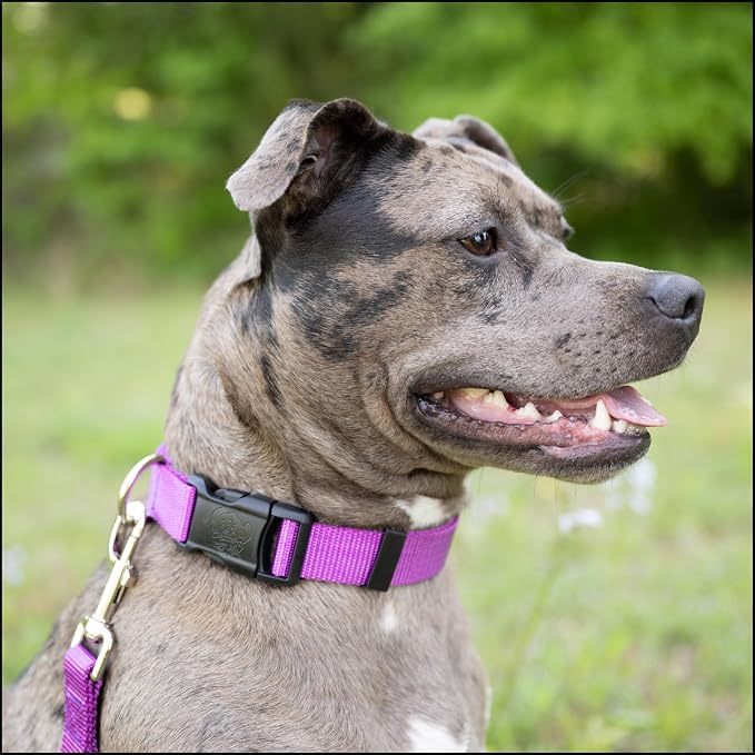 Country Brook Petz - Everyday Nylon Dog Leash - Strong, Durable, Solid Color Leash with Easy to Use Snap - 25+ Colors (1 Inch Wide, 6 Foot, Bright Purple)