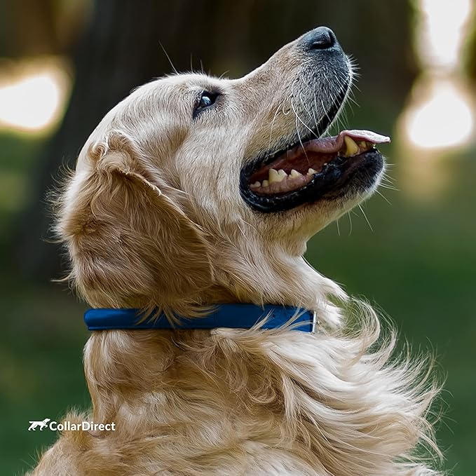 CollarDirect Rolled Leather Dog Collar, Soft Padded Round Puppy Collar, Handmade Genuine Leather Collar Dog Small Large Cat Collars 13 Colors (8-11 Inch, Deep Blue Textured)