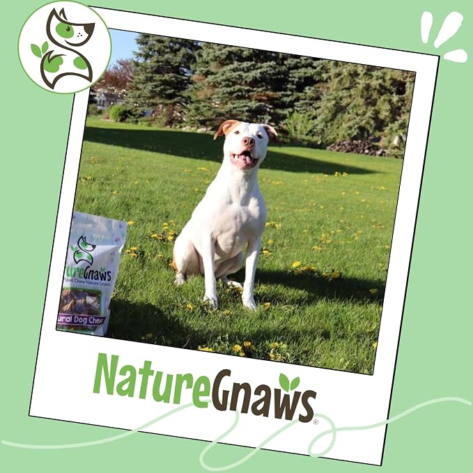 Nature Gnaws Extra Large Bully Sticks for Dogs 5-6" (6 Count) - Thick Long Lasting for Aggressive Chewers and Heavy Chewers - Natural Beef Dog Chew Bones