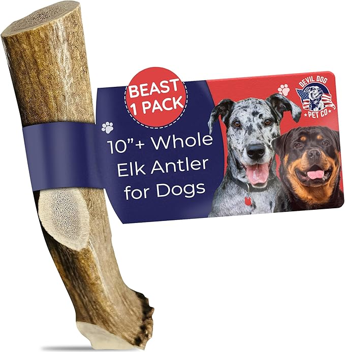 Devil Dog Pet Co. Elk Antlers for Dogs, Natural Dog Chew for Aggressive Chewers - Long Lasting and Odor Free - USA Sourced - Cleaner Teeth, Anxiety & Boredom Relief - Whole Beast 10"+ - Antler Bone