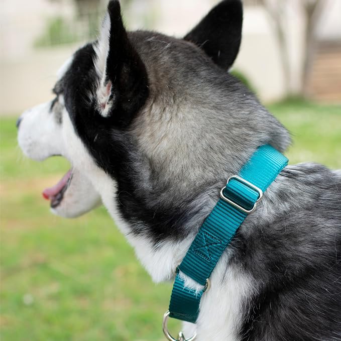 Country Brook Petz - Martingale Dog Collar - Heavy-Duty Training Collar with No Buckle - Service Dog Collar for All Pups - 20 Vibrant Colors (Teal, 1 Inch, Large)