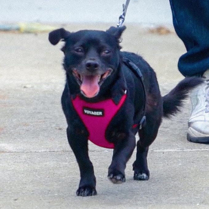Voyager Step-in Pet Harness - All Weather Mesh, Adjustable Step in Harness for Cats and Dogs by Best Pet Supplies - Fuchsia/Black Trim, M