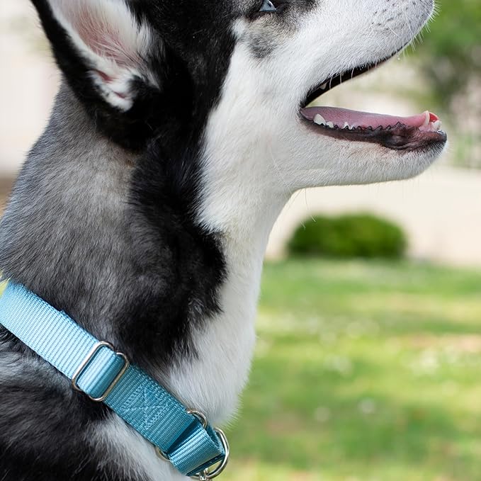 Country Brook Petz - Martingale Dog Collar - Heavy-Duty Training Collar with No Buckle - Service Dog Collar for All Pups - 20 Vibrant Colors (Ocean Blue, 3/8 Inch, 2XS)
