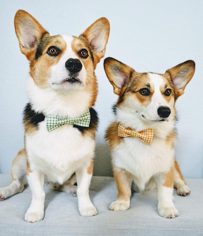 Lionet Paws Dog Collar with Bowtie, Durable Adjustable and Comfortable Collar for X-Small Dogs and Cats, Neck 8-12in