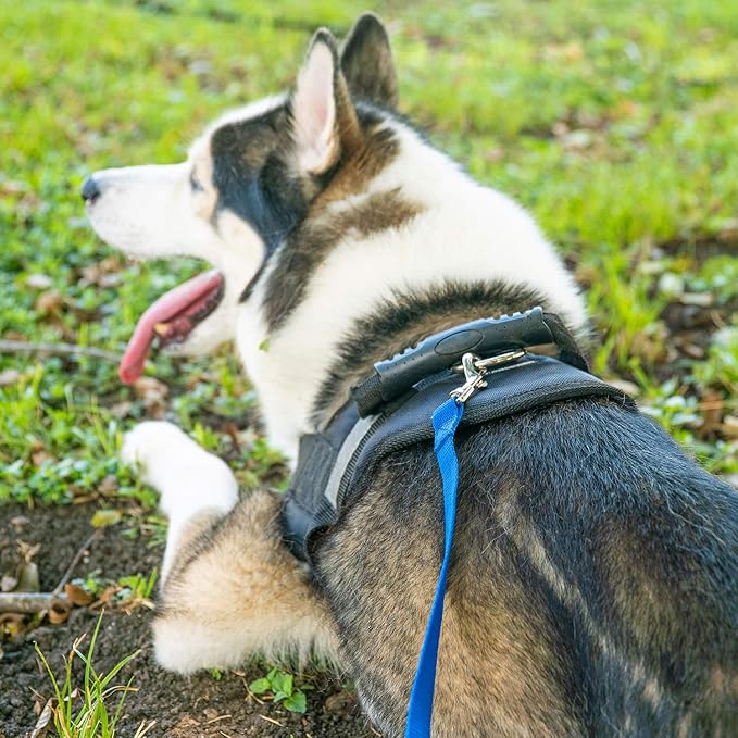 Hi Kiss Dog/Puppy Obedience Recall Training Agility Lead - 15ft 20ft 30ft 50ft 100ft Training Leash - Great for Training, Play, Camping, or Backyard (50 Feet, Red)