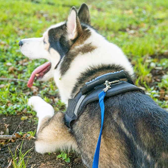 Hi Kiss Dog/Puppy Obedience Recall Training Agility Lead - 15ft 20ft 30ft 50ft 100ft Training Leash - Great for Training, Play, Camping, or Backyard Purple 20 Feet