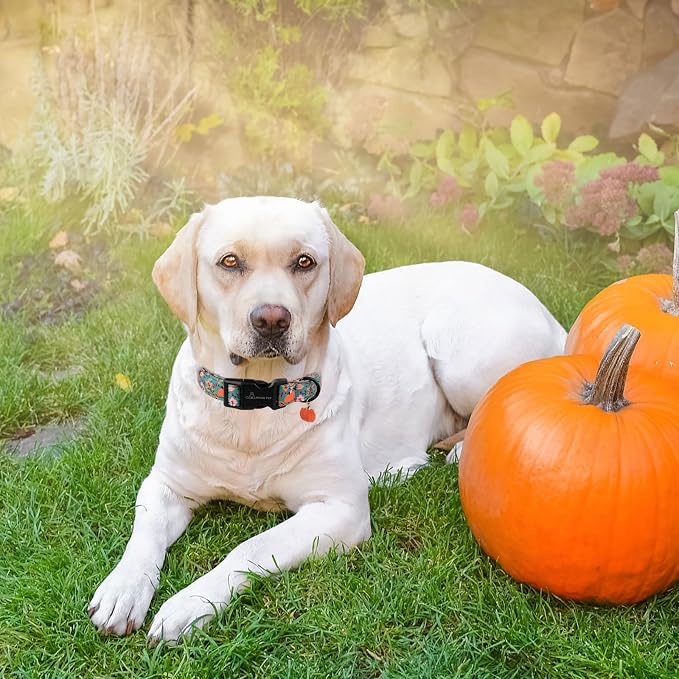 ARING PET Fall Dog Collars, Cute Autumn Pumpkin Maple Leaves Pet Collar with Quick Release Buckle for Small Medium Large Girl Boy Dogs-S Deep Color