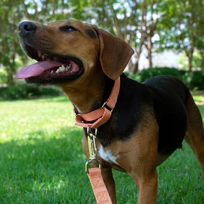 Country Brook Petz - Martingale Dog Collar - Heavy-Duty Training Collar with No Buckle - Service Dog Collar for All Pups - 20 Vibrant Colors (Mango, 1 Inch, Medium)