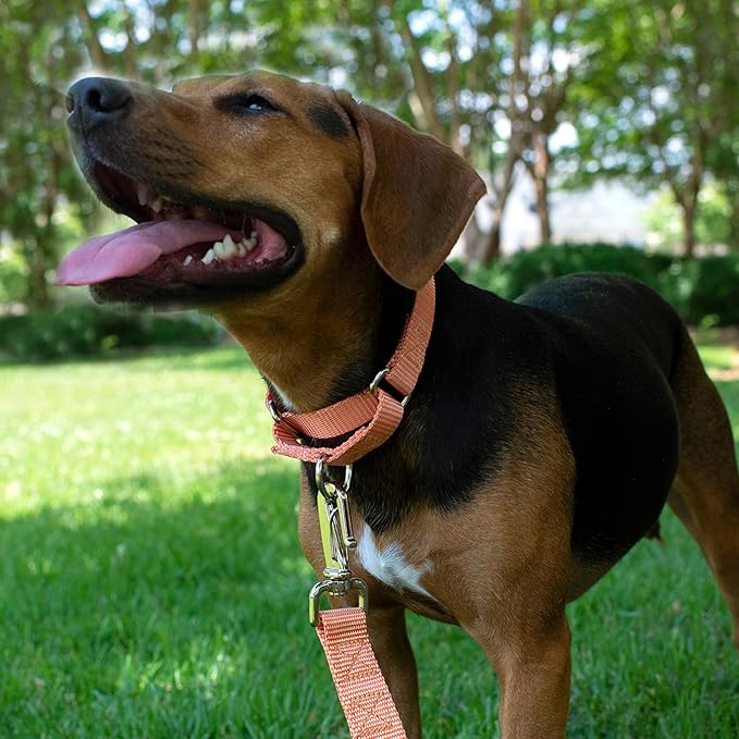 Country Brook Petz - Martingale Dog Collar - Heavy-Duty Training Collar with No Buckle - Service Dog Collar for All Pups - 20 Vibrant Colors (Mango, 1 Inch, Large)