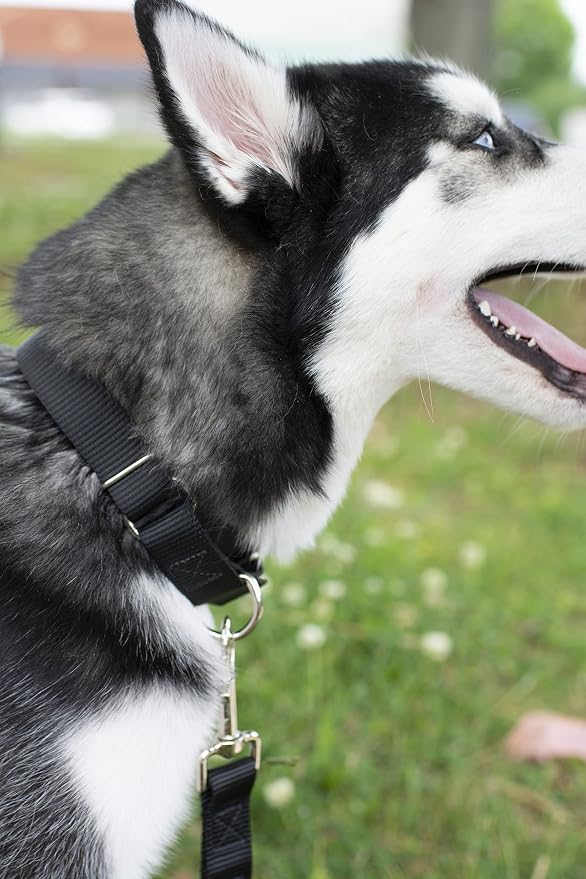 Country Brook Petz - Everyday Nylon Dog Leash - Strong, Durable, Solid Color Leash with Easy to Use Snap - 25+ Colors (1 Inch Wide, 6 Foot, Black)
